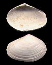 Click here for Headon Bivalves