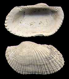 Click here for Barton Bivalves