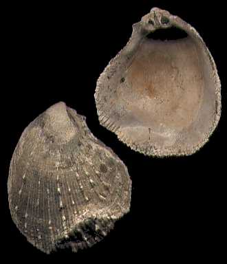 Click here for Bracklesham Bivalves