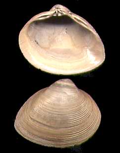 Click here for Hamstead-Bembridge-Osborne Bivalves