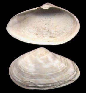 Click here for Headon Bivalves